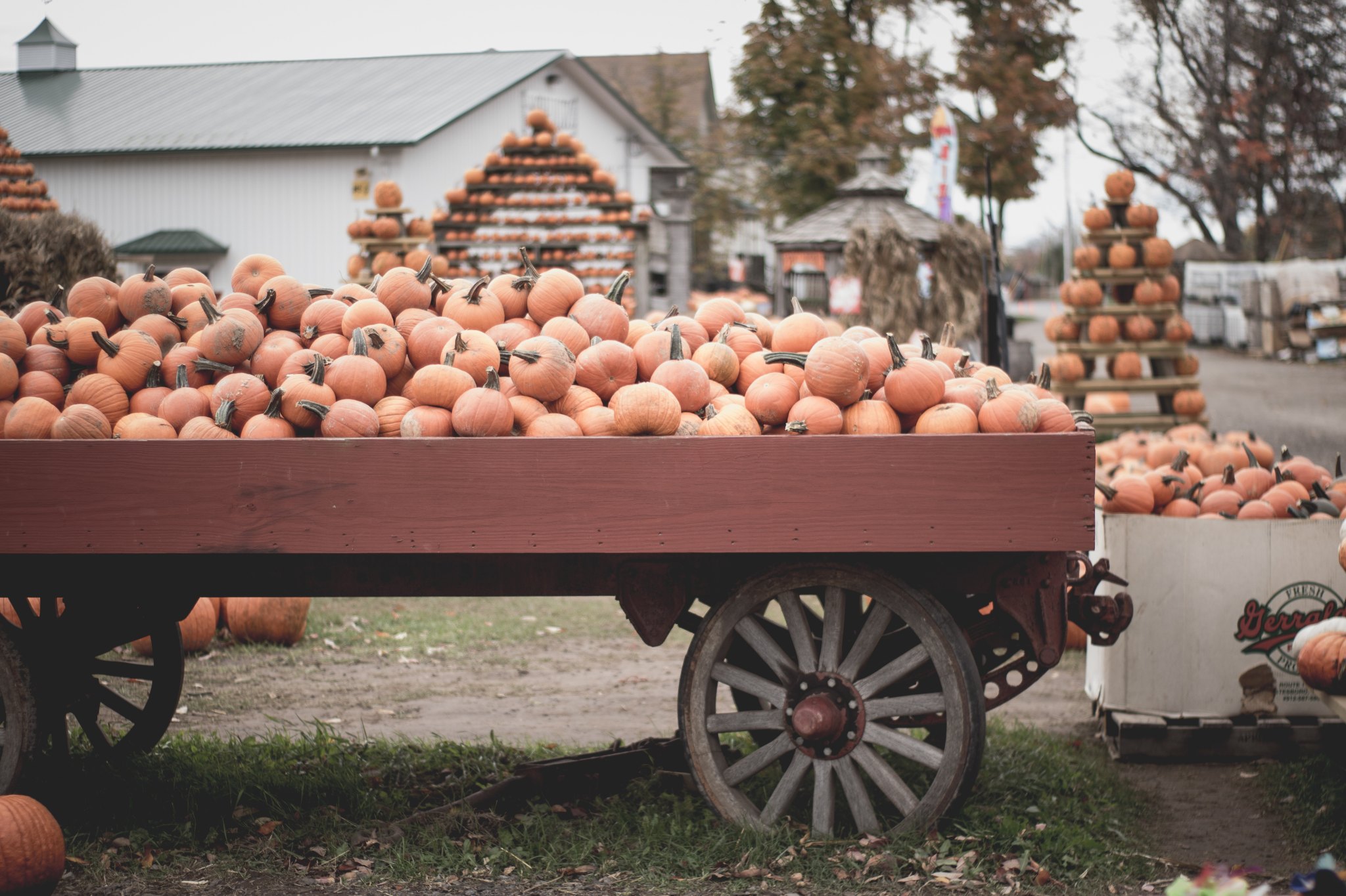 pumpkins in a wagon